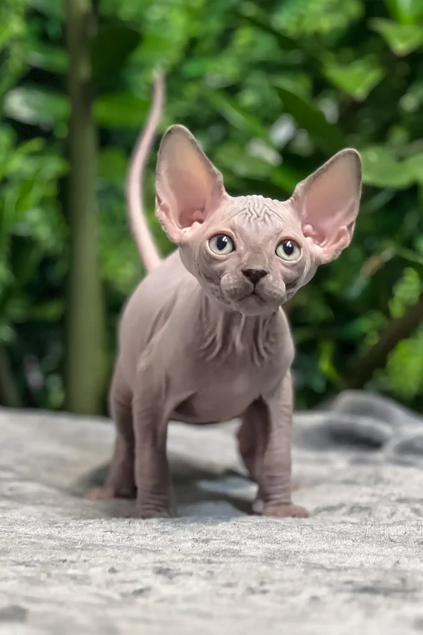 sphynx kitten for sale