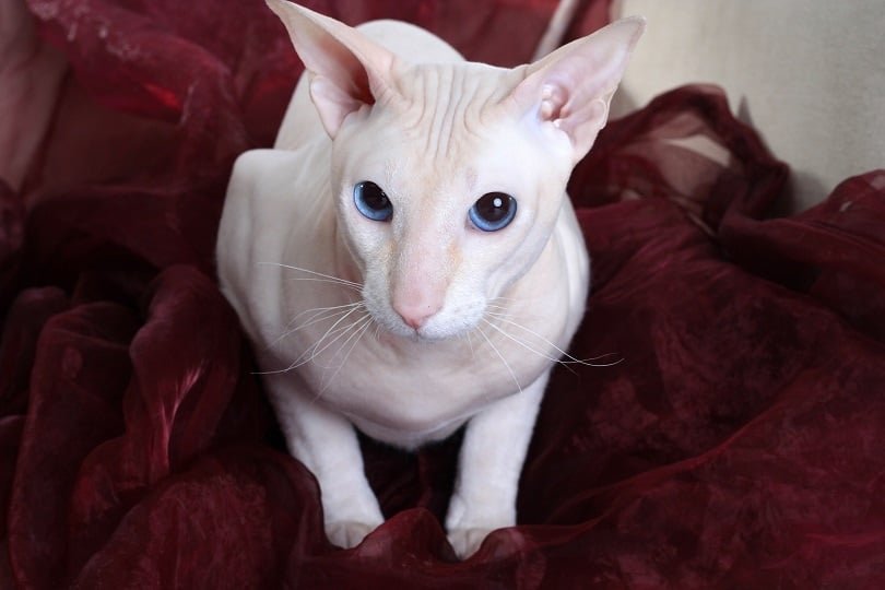 oriental shorthair kitten