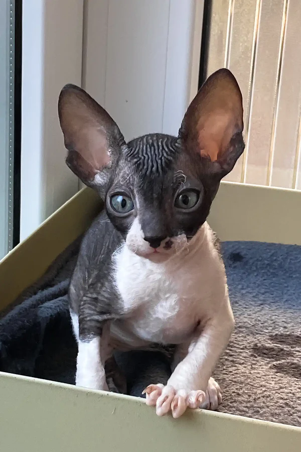 Ulita - female Cornish Rex - Image 4