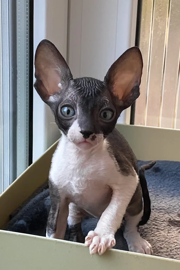 Ulita - female Cornish Rex - Image 3