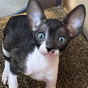 cornish rex cats for sale