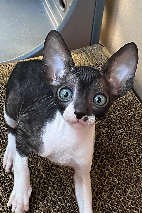 cornish rex cats for sale