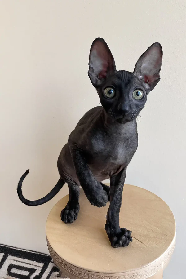 Ungaro - male Cornish rex - Image 5