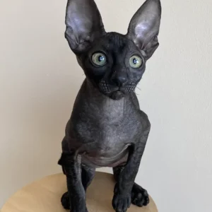 Ungaro - male Cornish rex