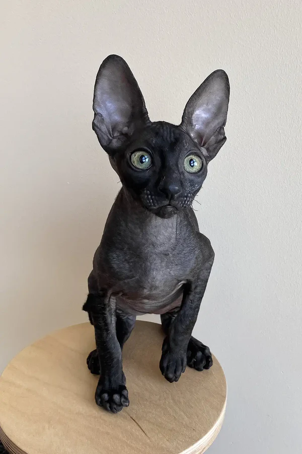 Ungaro - male Cornish rex
