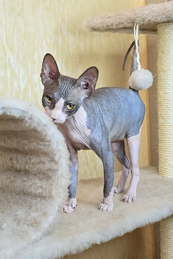 sphynx kittens for sale near me