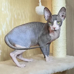 sphynx kittens for sale near me