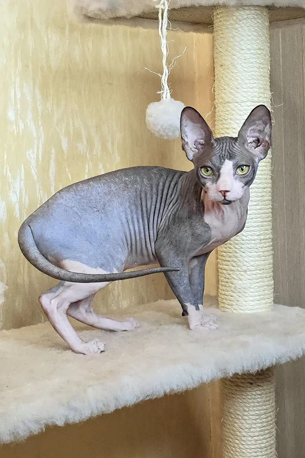 sphynx kittens for sale near me
